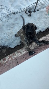 Потеряли пса. Боль адова, глушить - нечем. После того, как крыша совсем зашуршала, понеслись поиски. Закончились быстро - фоткой приютского щенка месяцев 6 от роду. Взяла не глядя, за глаза. За убитые горем глаза, которым я могла помочь (своему псу помощь не помогла бы - рак). Три года нервотрепки: пса били, причем били, похоже, мужики. Большие, маленькие, в капюшонах и без, с лопатами, в шапках, волосатые и лысые. Любые мужики - это угроза (бояться, заливаться лаем, бежать, возвращаться на трясущихся лапах, орать и гавкать). Карандаши кончились, но первыми пали обои, в ход пошел ботинок дочери. Сейчас легче - стресс уходит, контроль над нервами у него лучше. Но все равно тащит на погрызть все, что плохо лежит. Если дети не уберут. Любим его, жопу пушистую. Да и спас он меня от неотвратимого "крыша едет неспеша...", когда выходишь варить собаке еду, ставишь кастрюлю, а собаки нет. Когда на улицу и руку вытягиваешь, а никто под нее лобастую голову не тычет. Когда "Грэйка", а в ответ тишина... Каждый день коту, которому 10й год, говорю одно: "ты только живи, Вискарь". А собачники - это особая каста, которая знает всех собак в округе, а их хозяев - только вместе с собакой. Собачники - это когда мысленно бьешь себя по рукам, чтобы не пожамкать бобика, а лишь вслух восхищаешься и говоришь хозяину комплименты (а вдруг пожамкать даст:)