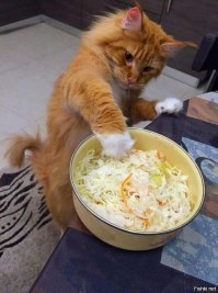 Кошки, которым надоело выпрашивать еду