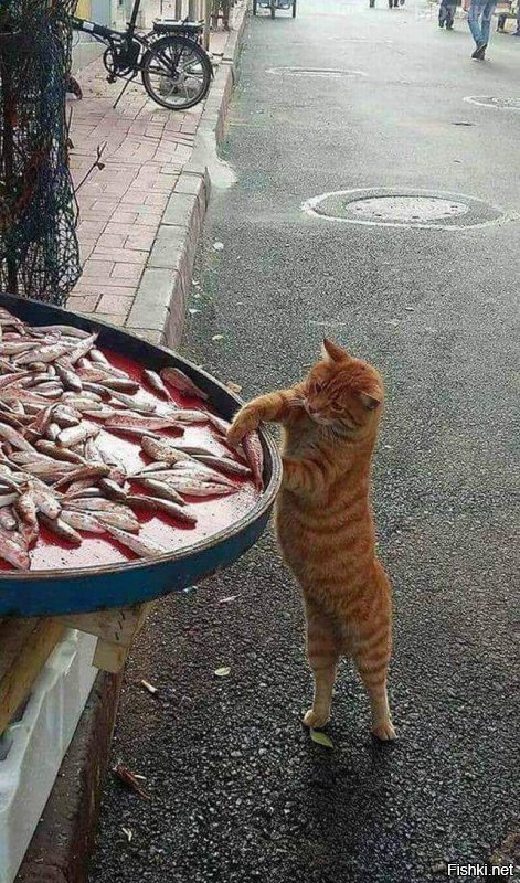 Кошки, которым надоело выпрашивать еду