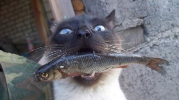 Кошки, которым надоело выпрашивать еду