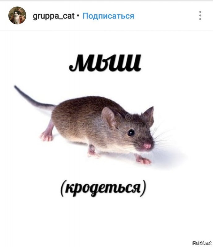 плОти нОлоги - это интернет-мем. Вон сверху уже разместили - картинка с Путиным.
Вообще, в интернете, при изготовлении мема, часто намеренно делают ошибку.
Можно загуглить истории мемов: "плоти нологи" или "мыш кродеться".