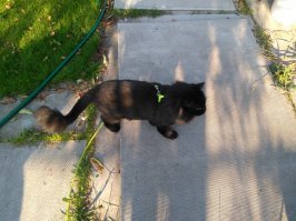 Начальник жены отдал... у кота начался нервный психоз из-за ребёнка начальника и он весь поплешивил. точнее кота сначала переселили в офис, где коту было очень неуютно и он никак не мог прийти в себя и выздороветь. у нас стал меховым и разговорчивым)