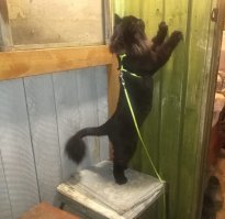 Начальник жены отдал... у кота начался нервный психоз из-за ребёнка начальника и он весь поплешивил. точнее кота сначала переселили в офис, где коту было очень неуютно и он никак не мог прийти в себя и выздороветь. у нас стал меховым и разговорчивым)