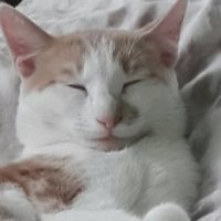Подобрала на помойке, больной, блохастый, голодный.
Сильно не вырос, но чувствует себя серьезным котом, откликается только на Семен Семеныча