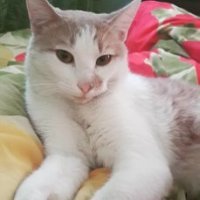 Подобрала на помойке, больной, блохастый, голодный.
Сильно не вырос, но чувствует себя серьезным котом, откликается только на Семен Семеныча