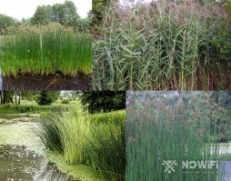 Камыш часто путают с рогозом.
Рогоз-это у которого пушистые коричневые соцветия.Его корни можно запекать как картошку.Мне нравится.Сырые молодые корни и молодые побеги - на любителя.
Камыш-с круглыми стеблями.Только на циновки.