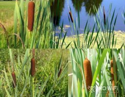 Камыш часто путают с рогозом.
Рогоз-это у которого пушистые коричневые соцветия.Его корни можно запекать как картошку.Мне нравится.Сырые молодые корни и молодые побеги - на любителя.
Камыш-с круглыми стеблями.Только на циновки.