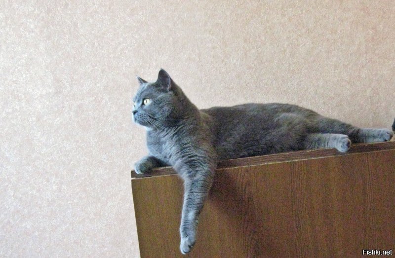 Можно ли приучить к рукам неласковую кошку