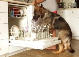 Угроза церкви, опора феминизма. 10 фактов о посудомойках