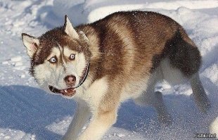 Клещи вышли на охоту