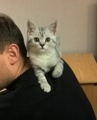 Шотландская прямоухая.
Будит мурчанием похлеще любого будильника.
Вечером, после работы, стоит только сесть, бежит на колени.
Обожает развалиться на моих плечах как воротник.
Детей к себе не подпускает, наверно затаскали.
От чужих прячется под ванной.