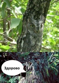 Маскировка божественного уровня