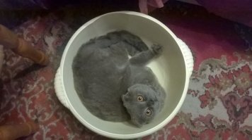 40 котов и кошек, которые очень не любят ходить к врачу