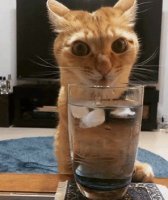 Мля,воды он пожалел....