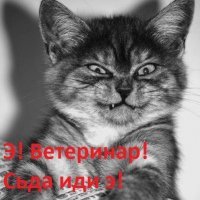 40 котов и кошек, которые очень не любят ходить к врачу