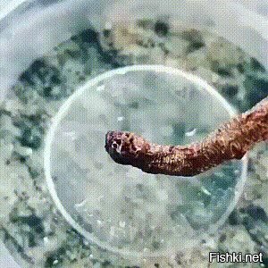 синекольчатый осьминог жутко ядовитый товарищ