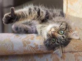 Дайкичи и Фуку-Чан - кошки, которые путешествуют вместе со своим хозяином