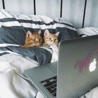 Влюблённые уличные коты очаровали интернет