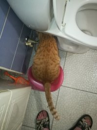 40 котов и кошек, которые очень не любят ходить к врачу