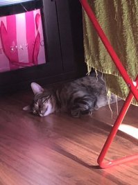 мой любит драть полотенца)