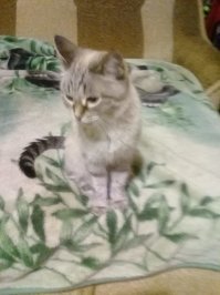 Маскировка божественного уровня