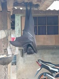 Это пальмовый вор, а не кокосовый краб. 
На счет "выходишь на терассу и видишь это" - это, похоже, крылан. В Германии они называются летучими собаками.  Очень милые животные. У нас в мюнхенском зоопарке висят как груши, дрыхнут.