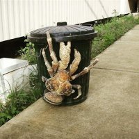 Это пальмовый вор, а не кокосовый краб. 
На счет "выходишь на терассу и видишь это" - это, похоже, крылан. В Германии они называются летучими собаками.  Очень милые животные. У нас в мюнхенском зоопарке висят как груши, дрыхнут.