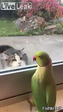 Никогда не думал, что попугаи такие смешные