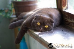 Звериная благодарность