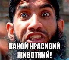 Осёл Деррик метит в Книгу Гиннесса. Копытный вырос в гиганта!