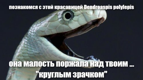 Змеи оккупировали железнодорожную станцию под Ростовом