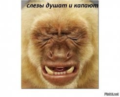 Кот и маленький щенок