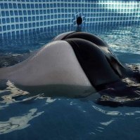 Маскировка божественного уровня