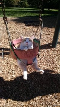 Скрины из социальных сетей