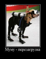 Собака, которая проплыла 200 километров в океане