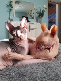 Прикольные и смешные картинки