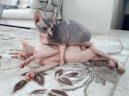 Прикольные и смешные картинки