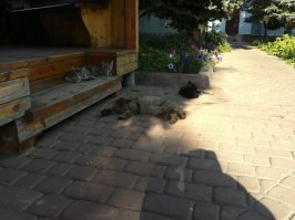 Ничего необычного в позе нет.Но этот большой уже 6 лет живёт со мной.
