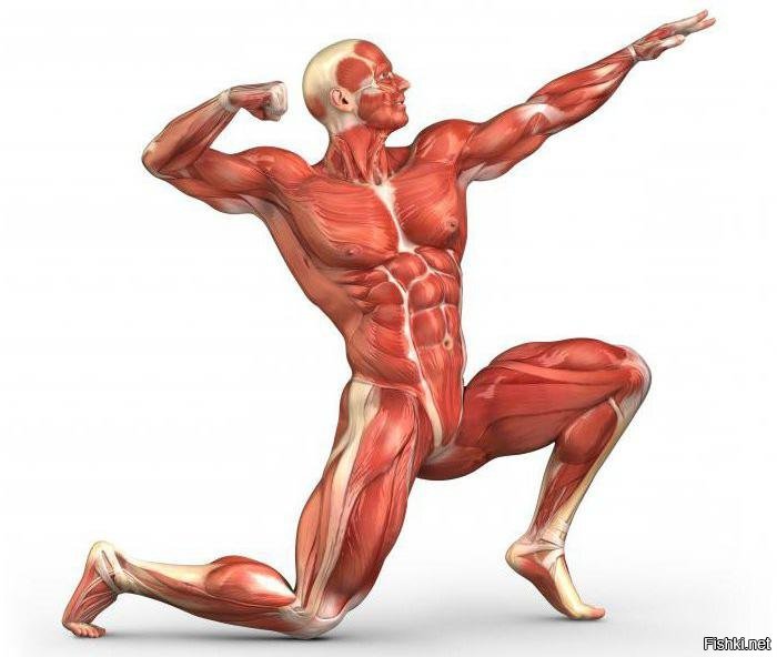 чет как то не очень....ходячее пособие по "мышцы человека"...покрасить соответствующе и выставлять как модель 3д на лекциях в мединституте