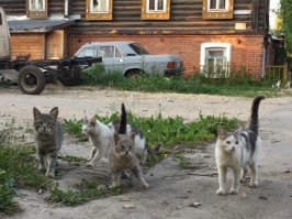 Хахаха. Такая банда, типа-"Ты чё на район пришел?"