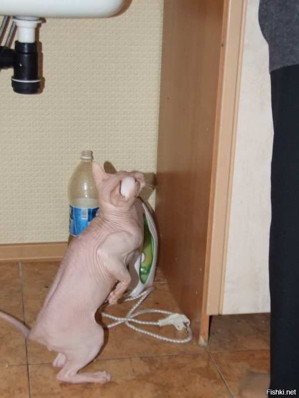 Прикольные и смешные картинки