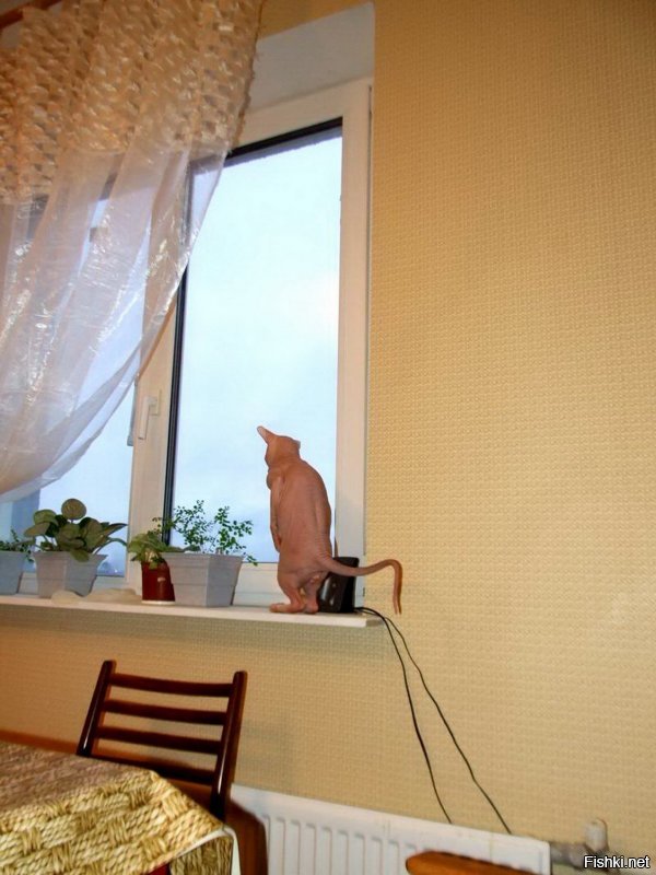 Прикольные и смешные картинки