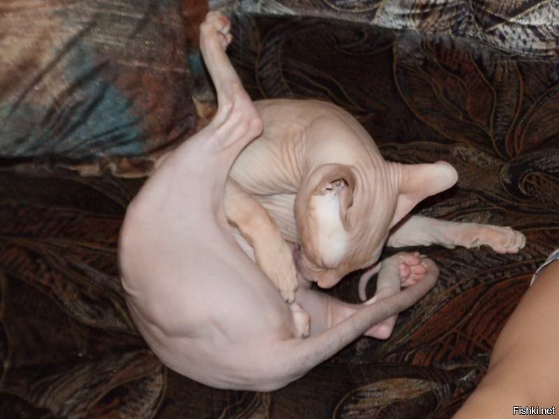 Прикольные и смешные картинки