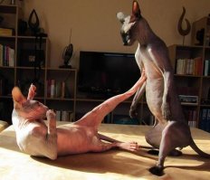 Прикольные и смешные картинки