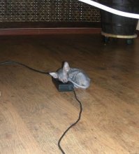 Прикольные и смешные картинки