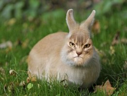 Пасхальный Кролик при виде которого собирают не яйца, а кирпичи! XD