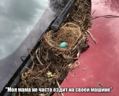Кукушки уже не те...