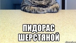 Кто здесь? Кот выбрал нестандартный способ утолить свою жажду