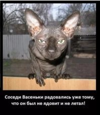 Котята-сфинксы - очаровательные монстрики!