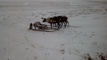 вот не уверен, что ваши фото с ямала.
лес там есть ближе к большой земле, в районе Воркуты. по другую сторону не был.
как там выживают бедные "жители крайнего севера".
от правительства им делают "подарки" - разбрасывают бревна по тундре, так как растет там только мелкая трава, жечь нечего, греться нечем